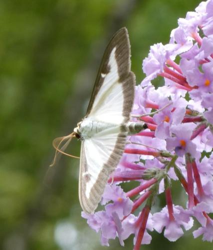 Cydalima perspectalis